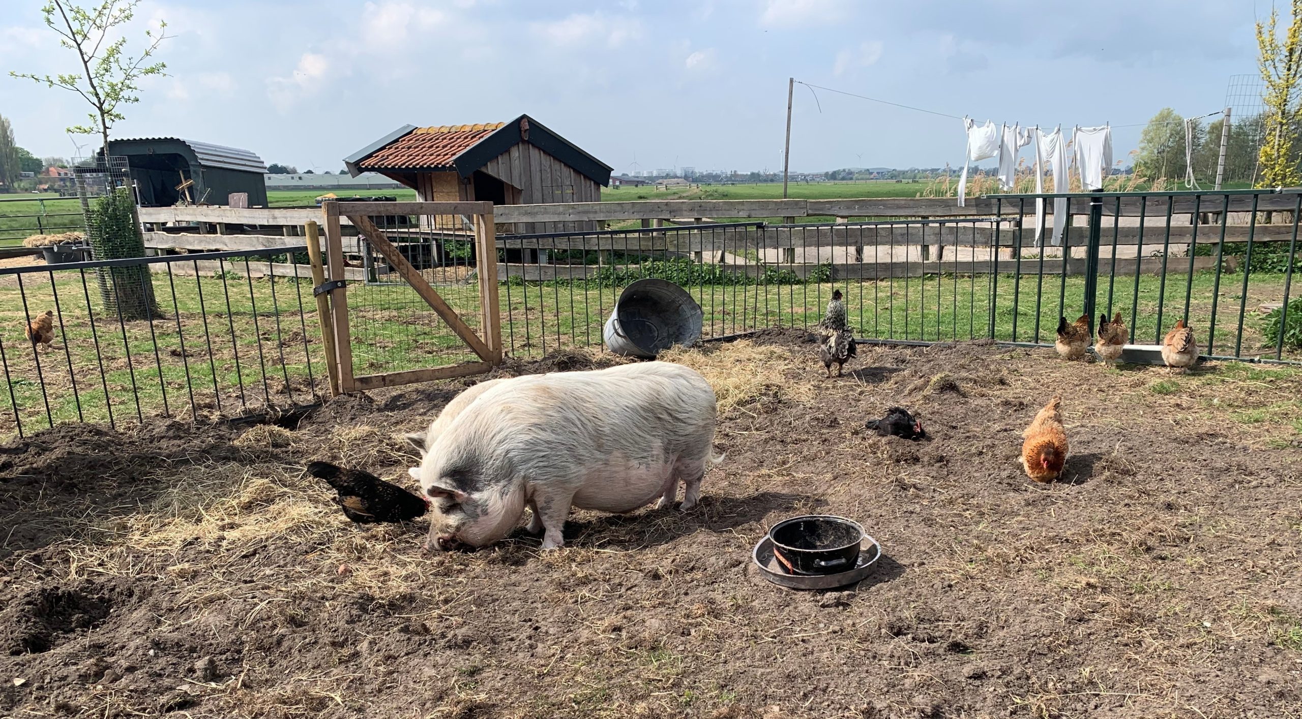Kippen en varken op boerderij